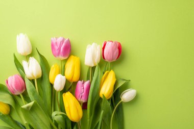 Kadınlar Günü atmosfer konsepti. İzole edilmiş açık yeşil arka planda renkli lalelerin üst görünüm fotoğrafı