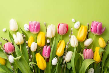 Easter celebration concept. Top view photo of a lot of colorful tulips pussy-willow branches and quail eggs on isolated light green background