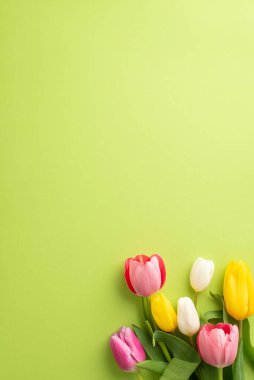 Anneler Günü konsepti. Bir demet bahar çiçeğinin dikey fotoğrafı. İzole edilmiş açık yeşil zemin üzerinde pembe sarı ve beyaz laleler. Boş alan.