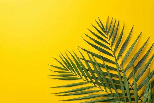 stock image Summer wallpaper concept. High angle view picture of two green wide palm leaves on vivid yellow background with copy space