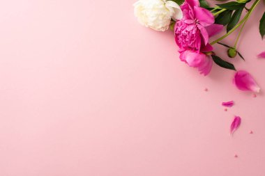 Şakayık kavramının güzelliği. Pembe ve beyaz şakayık çiçekleri, taç yaprakları ve tomurcukları olan, izole edilmiş pastel pembe arka planda küçük konfeti kalpleri olan boş bir alanın yüksek açılı fotoğrafı.