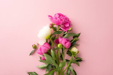 Taze çiçek buketi konsepti. Yüksek açılı, parlak pembe ve beyaz şakayık çiçeklerinin fotokopi alanı ile izole edilmiş pastel pembe arka plandaki tomurcukların fotoğrafı.