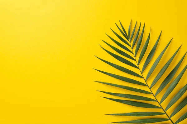 stock image Summer background concept. Top view flat lay image of green wide palm leaf on vibrant yellow backdrop with place for text or promo