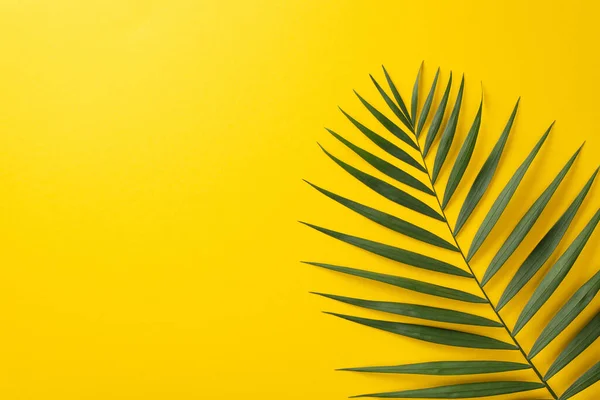 Stock image Summer background concept. Top view flat lay image of green wide palm leaf on vibrant yellow backdrop with place for text or promo