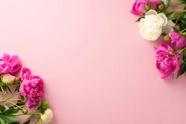 Peony Flowers Concept Top View Photo Empty Space Bright Pink — Stock Photo, Image