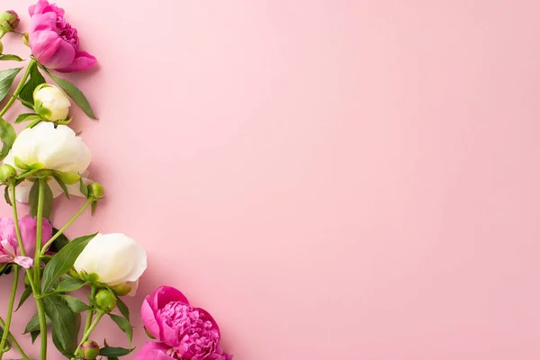 Fresh Flowers Concept View Photo Empty Space Bright Pink White — Stock Photo, Image