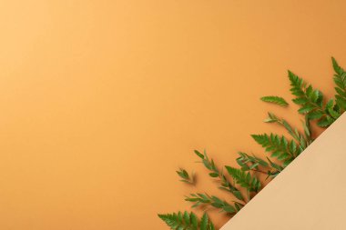 Soyut bitkisel tasarım konsepti. Eğreltiotu ve okaliptüs dalları ile çevrili boş bir yerin yüksek açı görüntüsü fotoğrafı bölünmüş bej ve kahverengi izole arkaplan