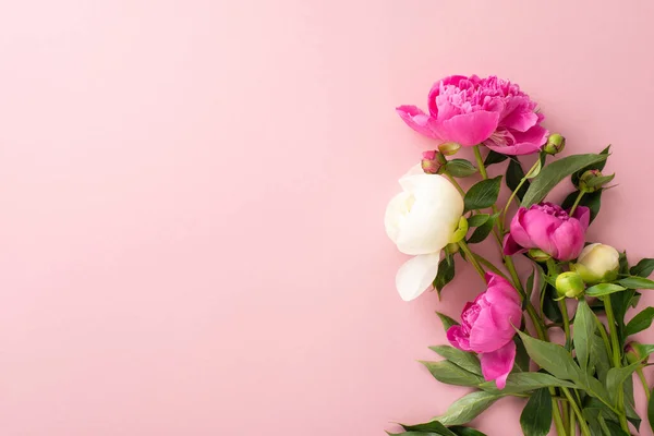 Bunch of peonies concept. High angle view photo of bunch of bright pink and white peony flowers and buds on isolated pastel pink background with copy-space