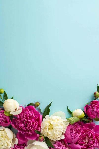 Bunches of peonies concept. Above view vertical photo of magenta and white peony flowers, buds and petals on isolated light blue background with copy-space