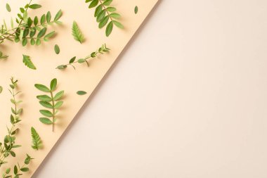 Çevre dostu kozmetik konsepti. Okaliptüslü boş bir yerin üst görünüm fotoğrafı ve izole edilmiş iki parçalı bej arkaplan ve kopyalama alanı ile ayrılmış yapraklar ve dallar