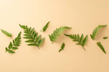 Düz eko tasarım konsepti. İzole edilmiş bej arkaplan üzerinde parantez dalları olan boş bir yerin dikey görüntüsünün üzerinde kopya alanı ile birlikte