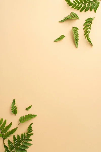 stock image Plain eco design concept. High angle view vertical picture of empty place with bracken branches on isolated beige background with copy-space