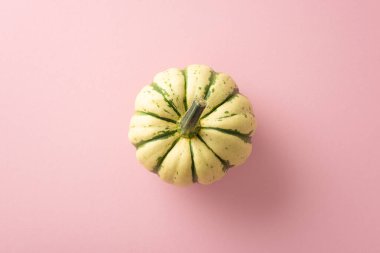 Sonbahar hasat atmosferine dalmak. Yukarıdan aşağıya görüntü, sonbahar konseptini özetlemek için metin ya da reklamlar için fotokopi alanı sağlayan pastel pembe izole arkaplan üzerinde olgun balkabağını ortaya çıkarır.