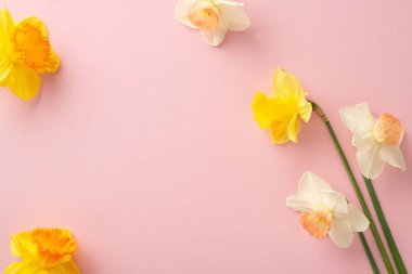 Baharın gelişini nergislerin cazibesiyle kutlayın. Üst görünümde beyaz ve sarı renkte pastel pembe izole arkaplan üzerinde taze çiçekler sergilenmekte, metin veya tanıtım mesajları için yer sağlanmaktadır