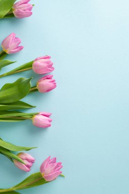 Enfes bahar teması. Canlı bir lalenin yukarıdan çekimleri yumuşak mavi bir arkaplan karşısında, metin veya promosyon için geniş bir alan sağlar