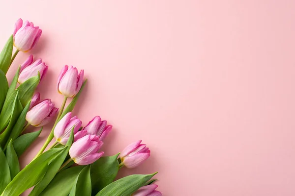 Charming springtime offerings inspiration. Top view photograph featuring a lovely display of radiant tulips on pastel pink background, creating an ideal spot for text or promotional content