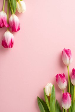 Doğum günü dilekleri özel bir bayan için! Yumuşak pembe bir zemin üzerinde canlı lalelerin dikey görüntüsü. Yürekten mesajınız ya da reklamınız için mükemmel bir tuval sunuyor.