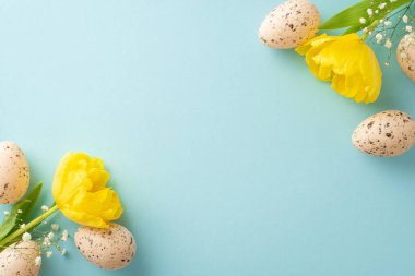 Neşeli Paskalya ayarı. Bej bıldırcın yumurtalarının üst görüntüsü, hassas bebek nefesi, ve mavi bir yüzeyde laleler, mesajlar ve terfiler için yer var.