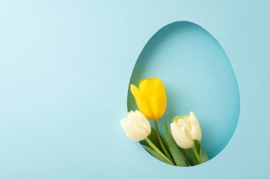 Etkileyici Paskalya yenilikçi konsepti. Taze sarı lalelerin en üstteki fotoğrafı, yumurta şeklindeki boşluktan görülebiliyor, mavi arka planda, kişisel mesaj veya reklam için boş bir alan var.