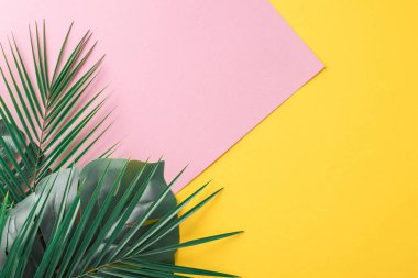 Canlı bir yaz havası için zıt pembe ve sarı arka plana karşı yeşil tropikal palmiye yaprakları içeren canlı kompozisyon