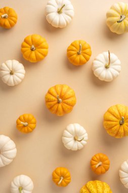 Küçük turuncu ve beyaz balkabaklarının gösterimi hasat mevsimini simgeliyor, sonbahar ve Şükran Günü temaları için mükemmel.