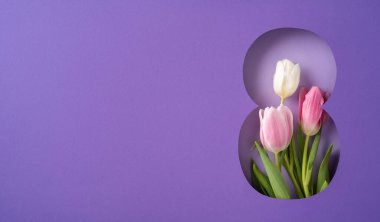 Artistik mor arka planda pembe ve beyaz lalelerin yer aldığı bir kompozisyon zarifliği çağrıştırıyor.