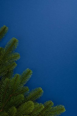 Yeşil dikey çam ağacı dalları mavi arkaplan üzerine yerleştirilmiş, bayram temaları için uygun