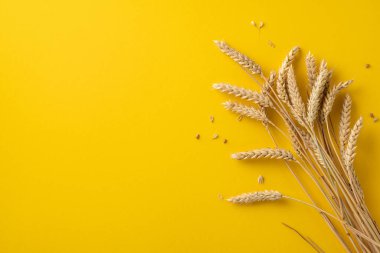 Altın buğday sapları parlak sarı bir yüzeye yerleştirilmiş, tarımsal ve kırsal temaları sergiliyor