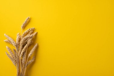 Buğday sapları, doğayı, büyümeyi ve hasatı sembolize eden parlak sarı bir yüzeyde sergilenir.