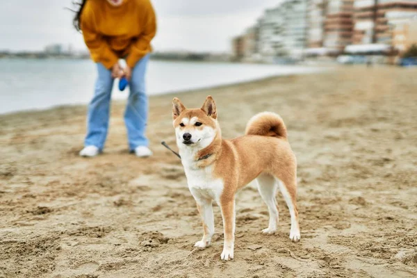 Hermosa Joven Con Perro Shiba Inu Playa — Foto de Stock