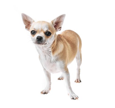 Güzel ve sevimli beyaz ve kahverengi Meksika chihuahua köpeği izole edilmiş arka planda. Saf minyatür chihuahua köpek yavrusunun stüdyo çekimi..