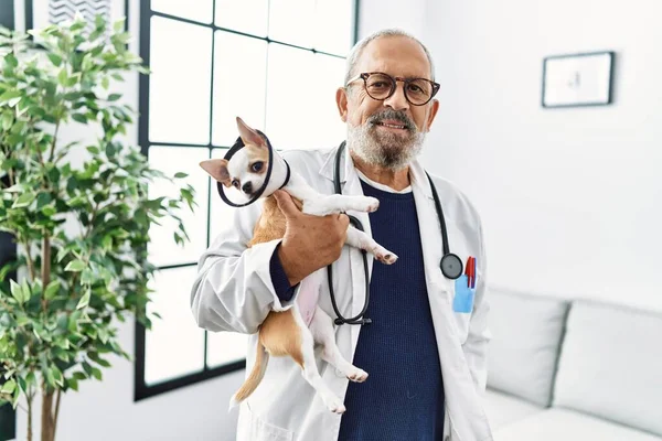 Senior Grey Haired Man Wearing Veterinarian Uniform Holding Chihuahua Elizabethan — Stock Photo, Image