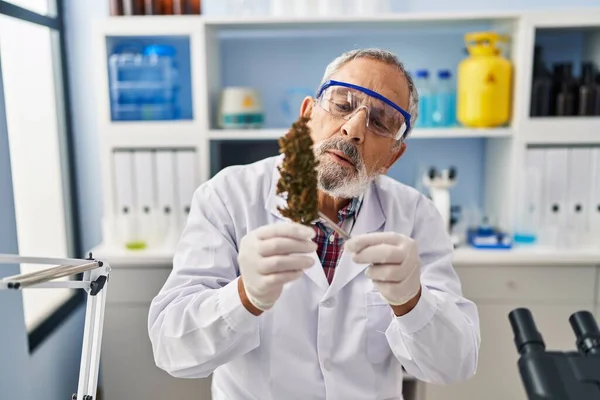 Älterer Grauhaariger Mann Hält Cannabiskraut Mit Pinzette Labor — Stockfoto