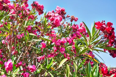 Güzel zakkum çiçeği resmi