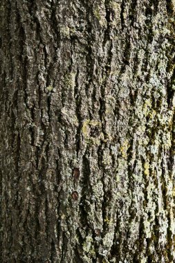 Ağaç kabuğunun dokusu 