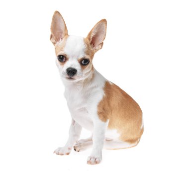 Güzel ve sevimli beyaz ve kahverengi Meksika chihuahua köpeği izole edilmiş arka planda. Saf minyatür chihuahua köpek yavrusunun stüdyo çekimi..