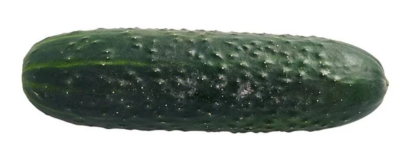 Delicious Single Cucumber Isolated White Background — Stock Photo, Image