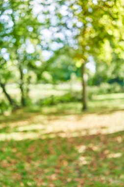 Park arka plan bulanık 