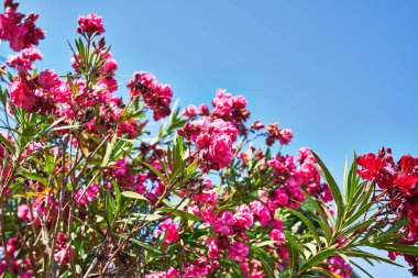 Güzel zakkum çiçeği resmi