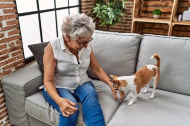 Yaşlı gri saçlı kadın Chiuahua ile oynuyor. Evdeki kanepede oturuyor.
