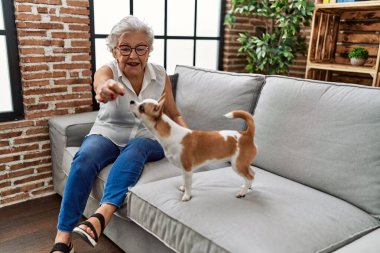 Yaşlı gri saçlı kadın Chiuahua ile oynuyor. Evdeki kanepede oturuyor.