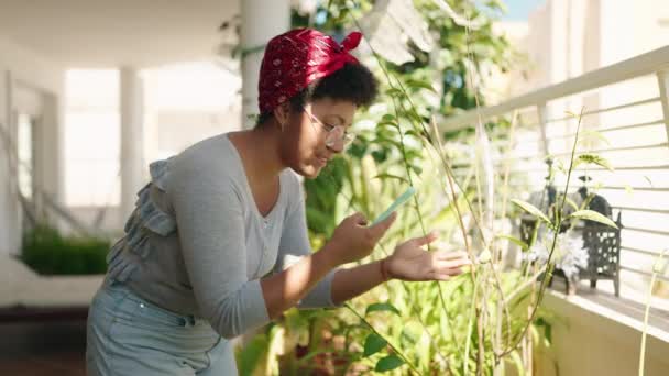 アフリカ系アメリカ人の女性が自宅のテラスでスマートフォンで植物に写真を撮る — ストック動画