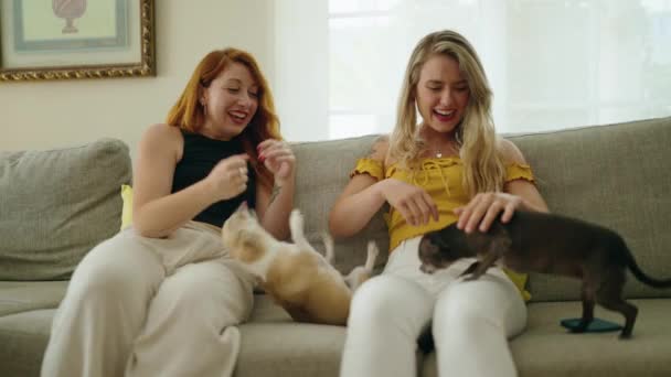 两个女人笑着自信地坐在沙发上 在家里和吉娃娃玩耍 — 图库视频影像