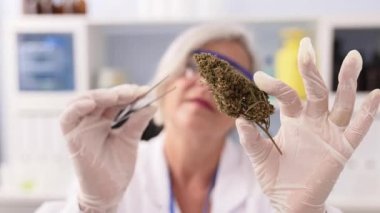 Orta yaşlı, gri saçlı, bilim adamı üniforması giyen kadın laboratuardaki esrar bitkisini analiz ediyor.