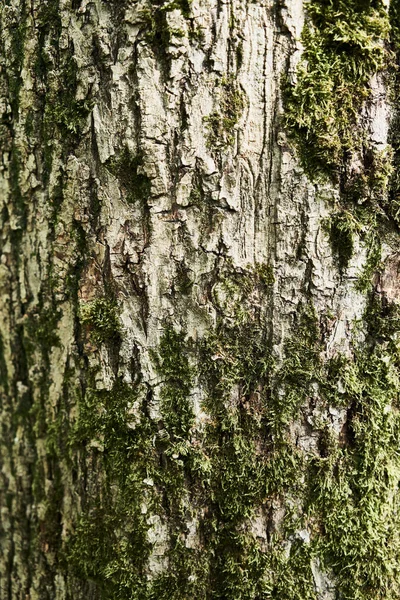 Texture Tree Bark — Stock Photo, Image