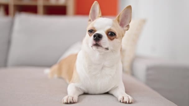 Όμορφη Chihuahua Σκυλί Που Βρίσκεται Στον Καναπέ Στο Σπίτι — Αρχείο Βίντεο