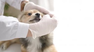 Klinikte köpek veterineri kulakları temizleyen Latin kökenli genç bir kadın.