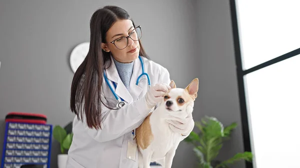 Junge Hispanische Frau Mit Chihuahua Hund Tierarzt Putzt Hundeohren Tierklinik — Stockfoto