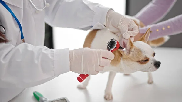 Young Hispanic Woman Chihuahua Dog Veterinarian Examining Dog Otoscope Veterinary — ストック写真