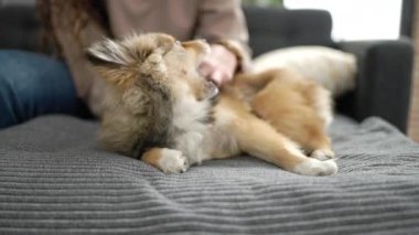 Köpekli genç İspanyol kadın evdeki kanepede oturuyor.